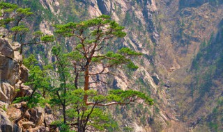 黄山著名景点有哪些,黄山著名景点有哪些百科