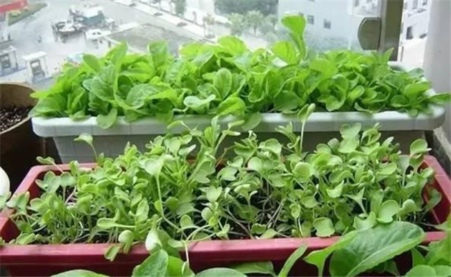 蔬菜天然杀虫剂的制作方法 喷洒药液需注意什么
