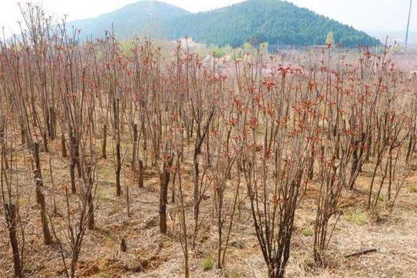 香椿一亩地种植多少棵 露天香椿树怎么种植