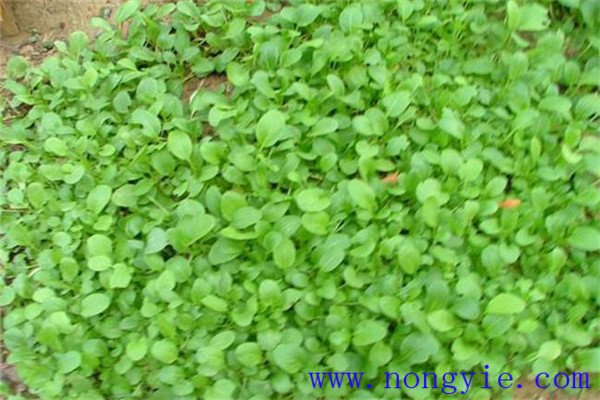 上海青的种植时间