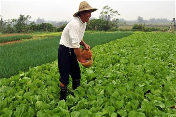 下雨后能给蔬菜施肥吗？肥料多了烧叶子怎么办