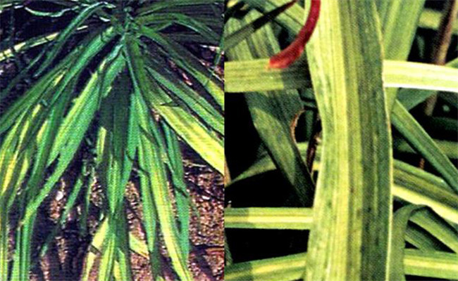 黄花菜病毒病危害症状！如何防治黄花菜病毒病