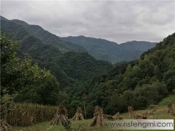山里王土蜂蜜大自然的馈赠每滴都来之不易