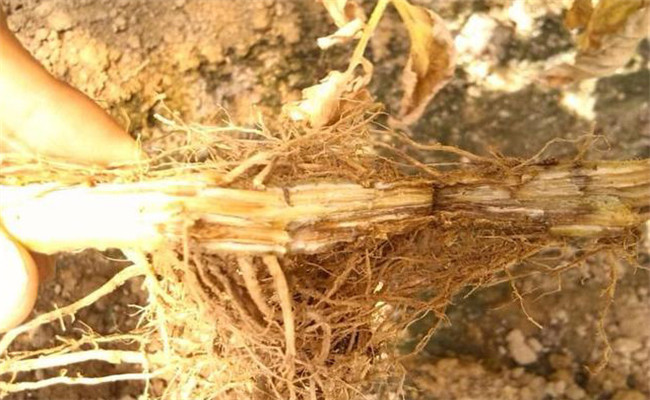 怎样防治黄花菜根腐病，发病原因是什么？