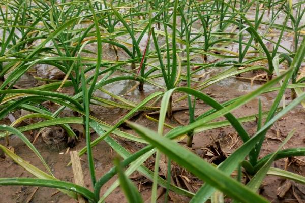 种植大蒜需不需要控旺好