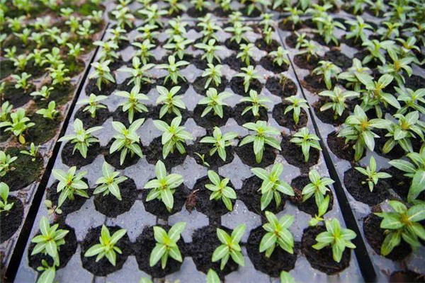 蔬菜出苗不齐的原因有哪些 蔬菜出苗后怎样追肥
