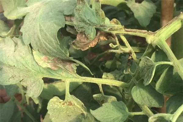 番茄细菌性溃疡病的症状、发病规律及防治措施