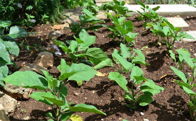 茄子栽荚辣椒栽花