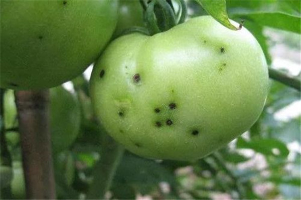 如何防治番茄细菌性斑点病 用什么药治疗效果好