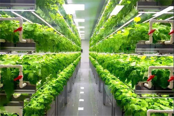 水培蔬菜有哪些 沼液可以直接用于水培蔬菜吗？