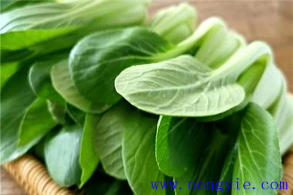 上海青是什么菜？上海青种植时间和方法