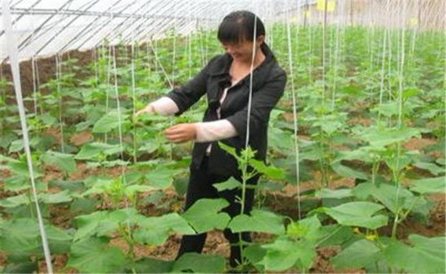 黄瓜怎么整枝打叉才能高产