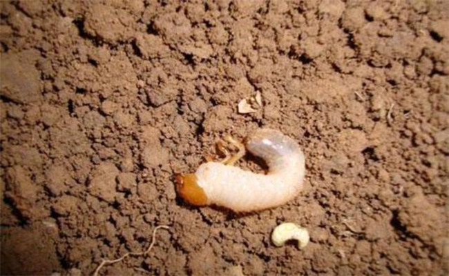 大蒜蒜蛆是什么原因导致的 如何预防和防治蒜蛆