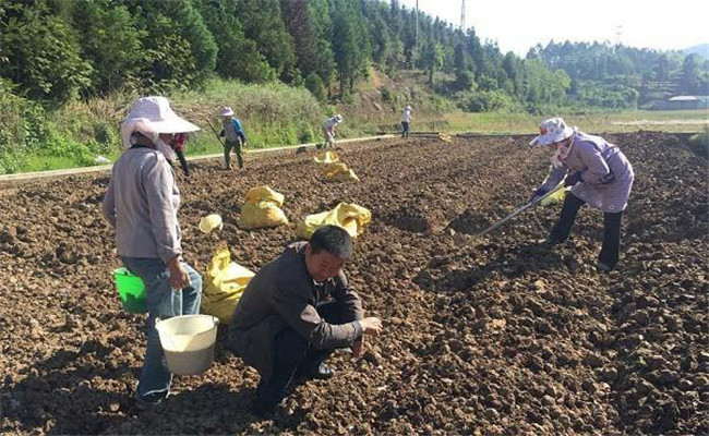 生姜底肥(基肥)施用方法