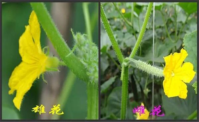 黄瓜开雄花后多久开雌花 黄瓜只开雄花怎么办