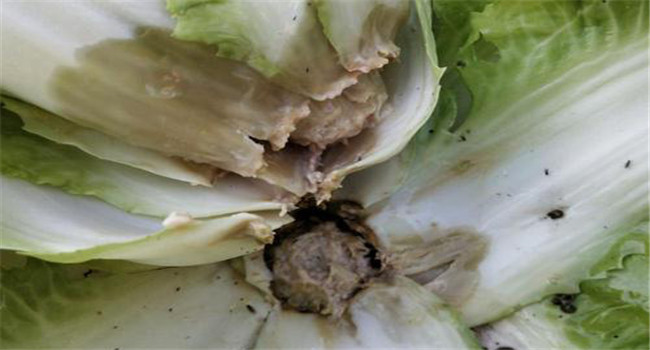 大白菜为什么会烂根？白菜烂根用什么药防治？