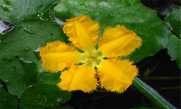 荇菜(莕菜)的养殖方法