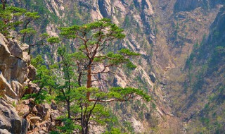 诸城免费景点有哪些(诸城免费景点有哪些景区)