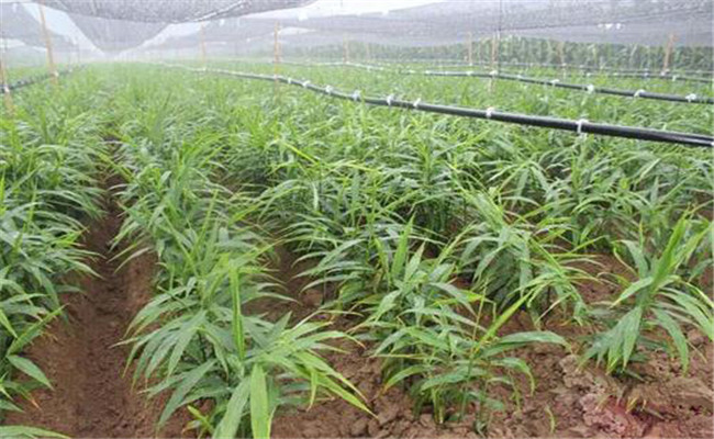 种姜怎样除草