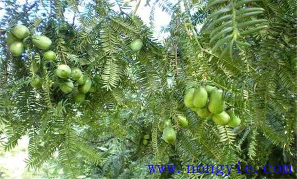 香榧种植条件及其施肥技术