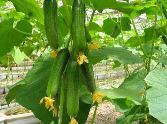 大棚蔬菜利润与成本分析 大棚蔬菜种植技术
