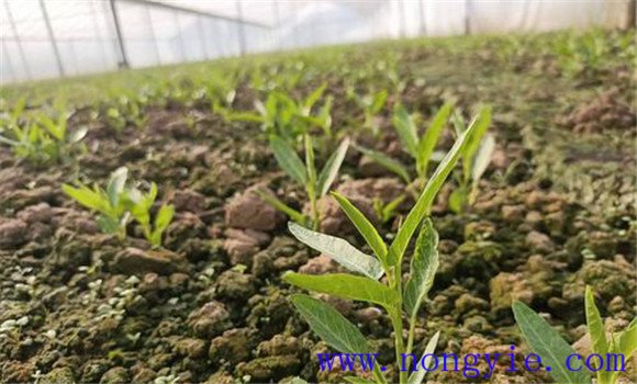 空心菜的种植方法和时间问题