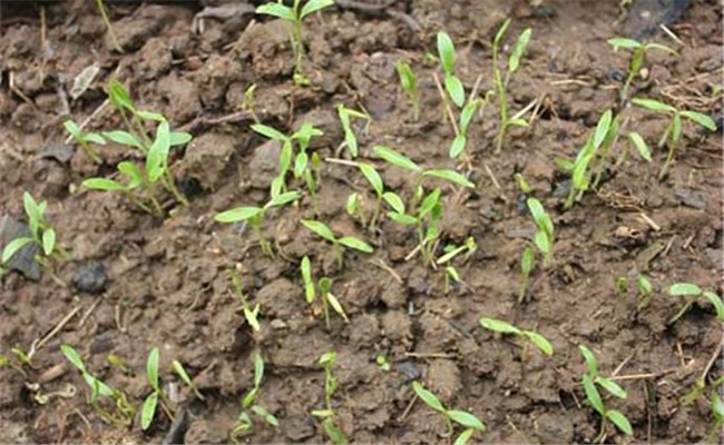香菜怎么种植？香菜的播种方法和需注意事项