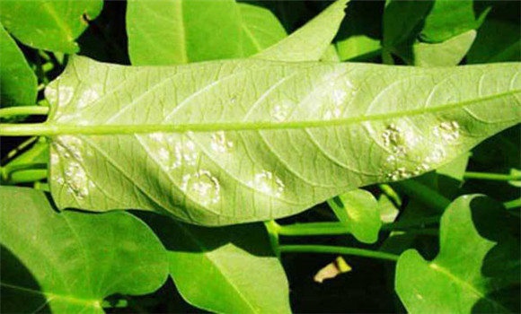 蕹菜白锈病的防治要点
