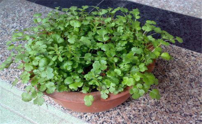 香菜阳台怎么种？阳台香菜的种植时间与方法