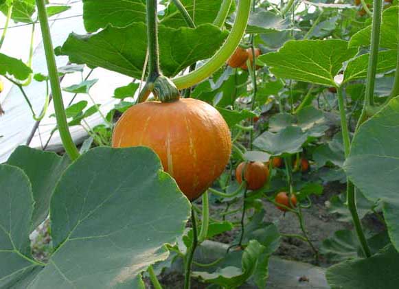 怎样种植蔬菜才能够赚到钱？