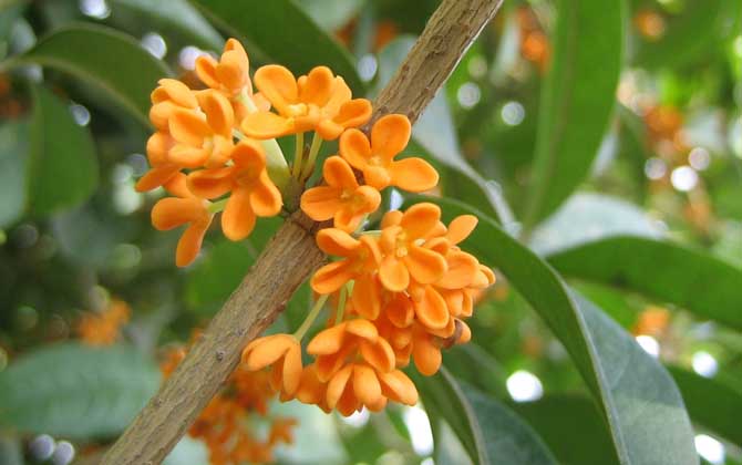 桂花蜂蜜真的存在吗?