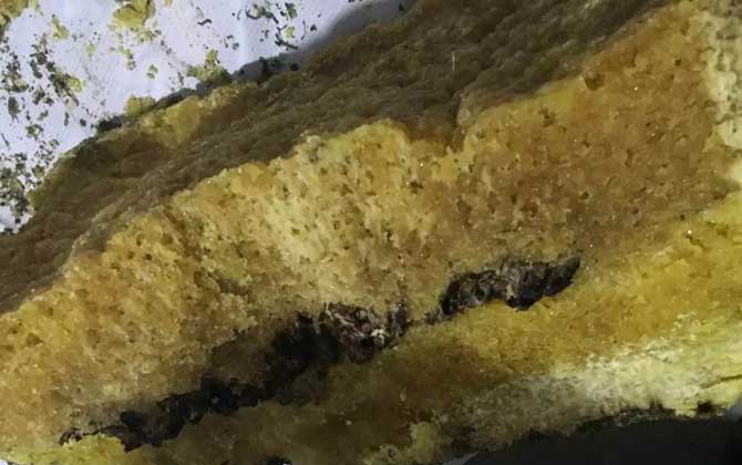 岩蜜(石蜜)真的存在吗?
