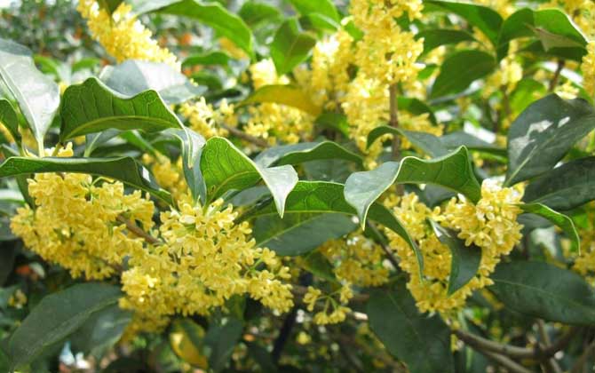 桂花蜂蜜真的存在吗?