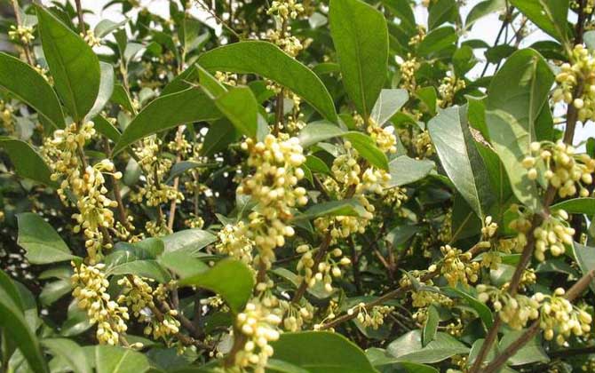 桂花蜂蜜真的存在吗?