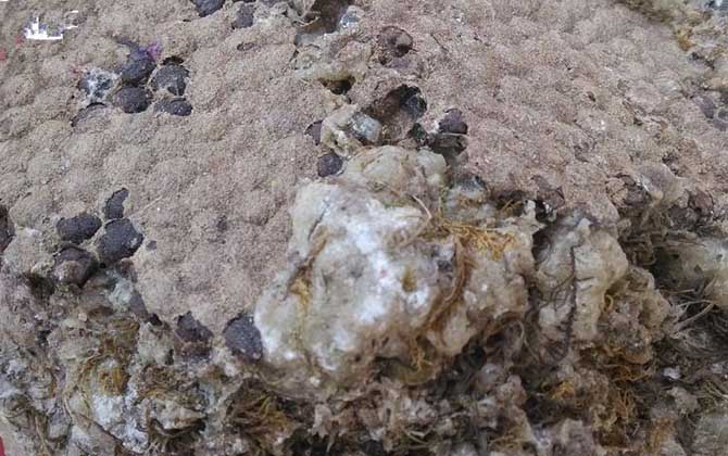 石蜜是怎么形成的?