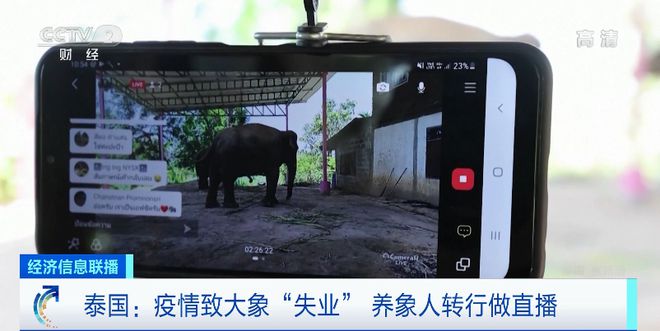 游客数大降!泰国大象“失业”了……
