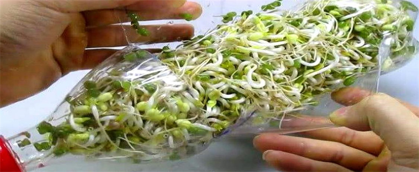 孩子不爱吃姜怎么办