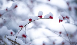 著名冰雪旅游项目有哪些 有哪些著名冰雪旅游项目