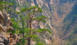 华山在哪个城市 华山的位置