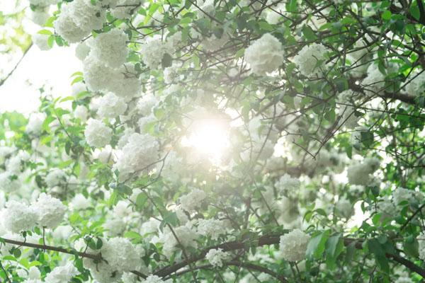 武汉绣球花海在哪 绣球花观赏点推荐（沙湖公园攻略）