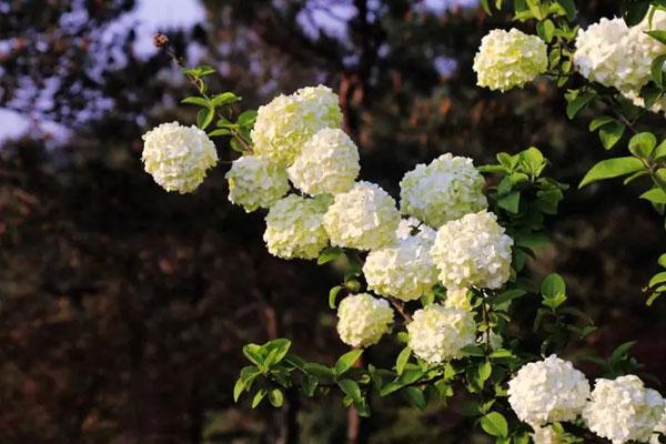 武汉绣球花海在哪 绣球花观赏点推荐 武汉绣球花海在哪 绣球花观赏点推荐