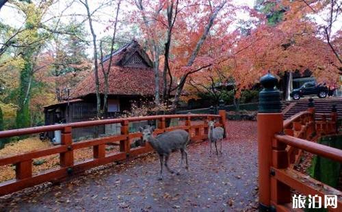 奈良一日游怎么安排为好 奈良旅游必去景点 奈良一日游怎么安排为好 奈良旅游必去景点