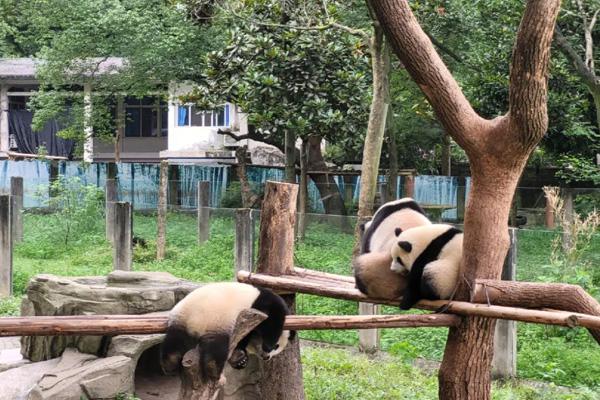 重庆带小孩哪里好玩 13个带孩子玩的好去处 重庆带小孩哪里好玩 13个带孩子玩的好去处