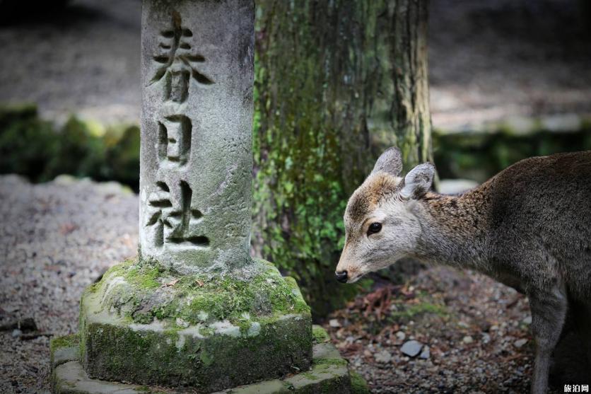 奈良一日游怎么安排为好 奈良旅游必去景点 奈良一日游怎么安排为好 奈良旅游必去景点