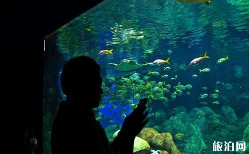 东湖海洋世界和武昌极地海洋世界哪个更值得去 东湖海洋世界和武昌极地海洋世界哪个更值得去