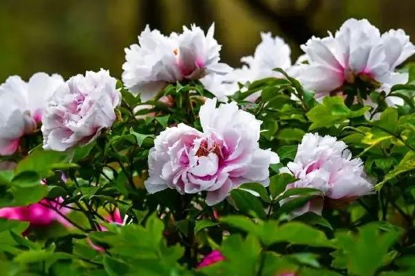 2022南京洛阳牡丹芍药节时间和地点 2022南京洛阳牡丹芍药节时间和地点