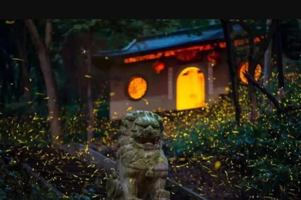 南京夏天看萤火虫的地方有哪些 南京夏天看萤火虫的地方有哪些