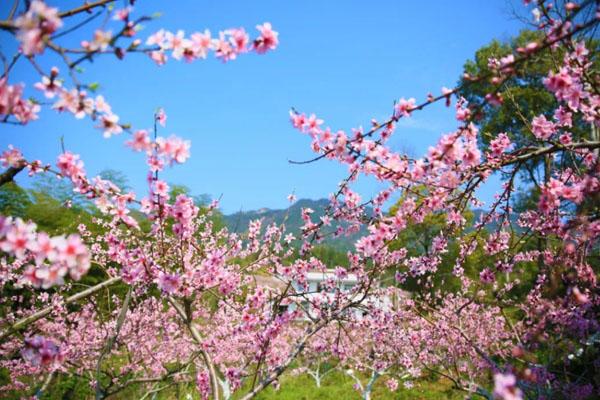 长沙看桃花的地方 14个最好看的观赏地 长沙看桃花的地方 14个最好看的观赏地