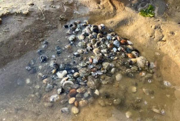 威海赶海去哪里比较好 赶海攻略 威海赶海去哪里比较好 赶海攻略