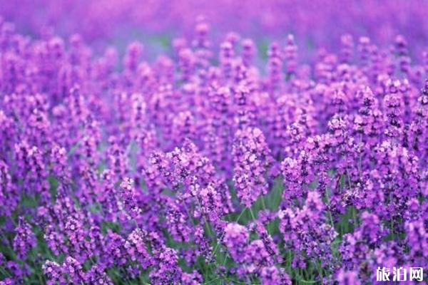 2023年伊犁薰衣草什么时候开花+最佳观赏点+门票（花期预报攻略）